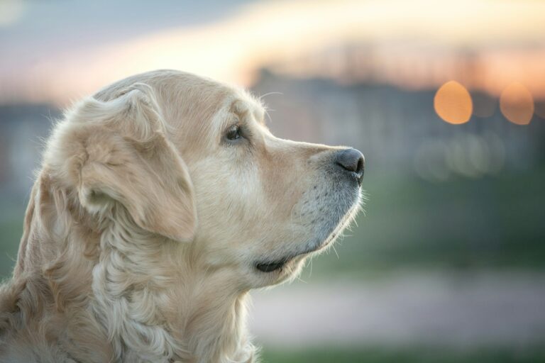 Preço médio de filhotes de Golden Retriever em SP